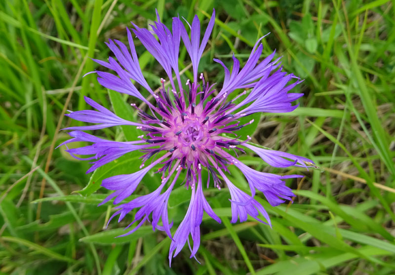 Cyanus triunfettii - Asteraceae